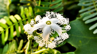 Close-up of white curly gourd flower with green leaves