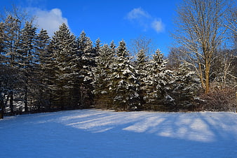 Snowy Pine Trees in Winter Forest Landscape