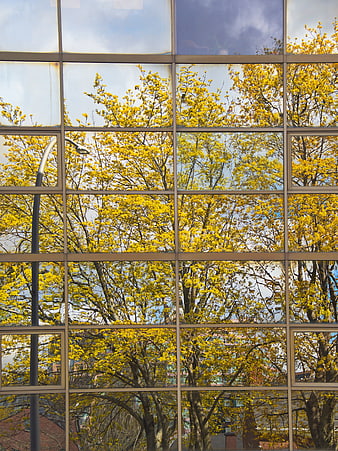 Yellow tree reflection in modern glass building facade