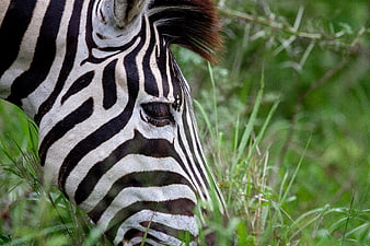Close-up of a Zebra Head Grazing in Green Grass