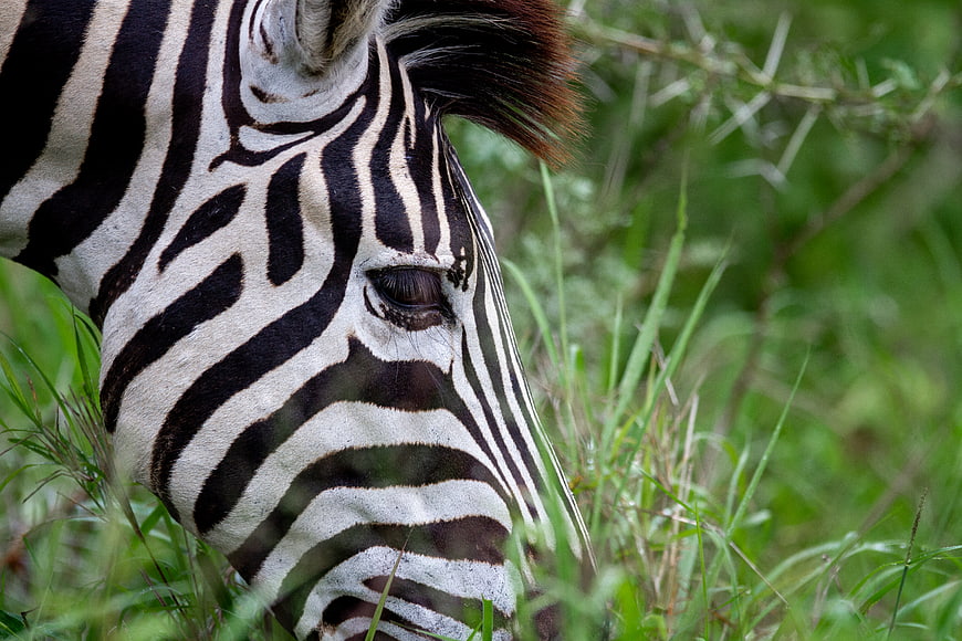 Close-up of a Zebra Head Grazing in Green Grass