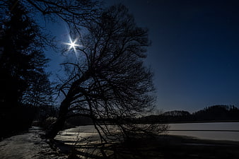 Silhouetted Tree Against Starry Night Sky and Frozen Lake