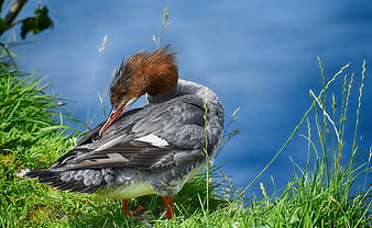 Common Merganser Preening in Green Grass with Blue Water Background