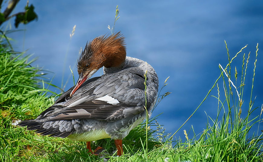 Common Merganser Preening in Green Grass with Blue Water Background