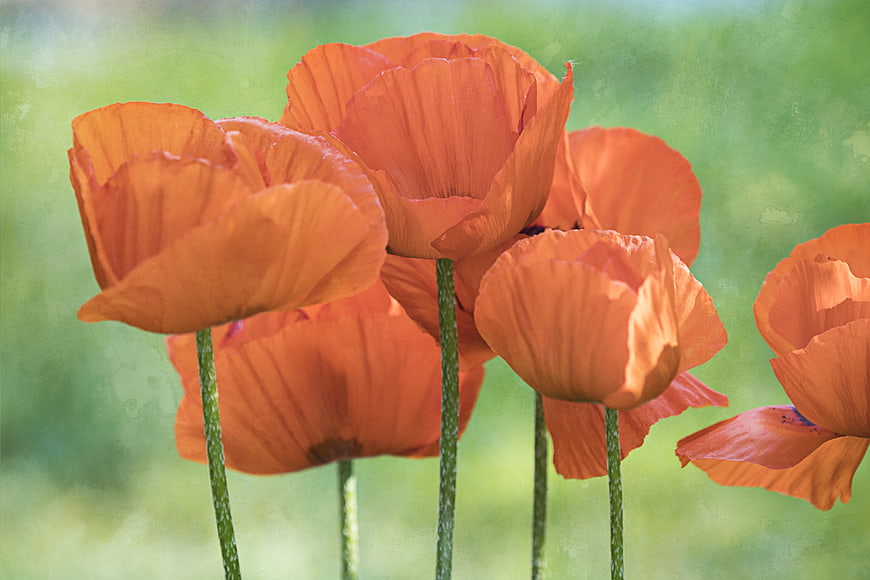 Vibrant Orange Poppies in a Green Summer Field