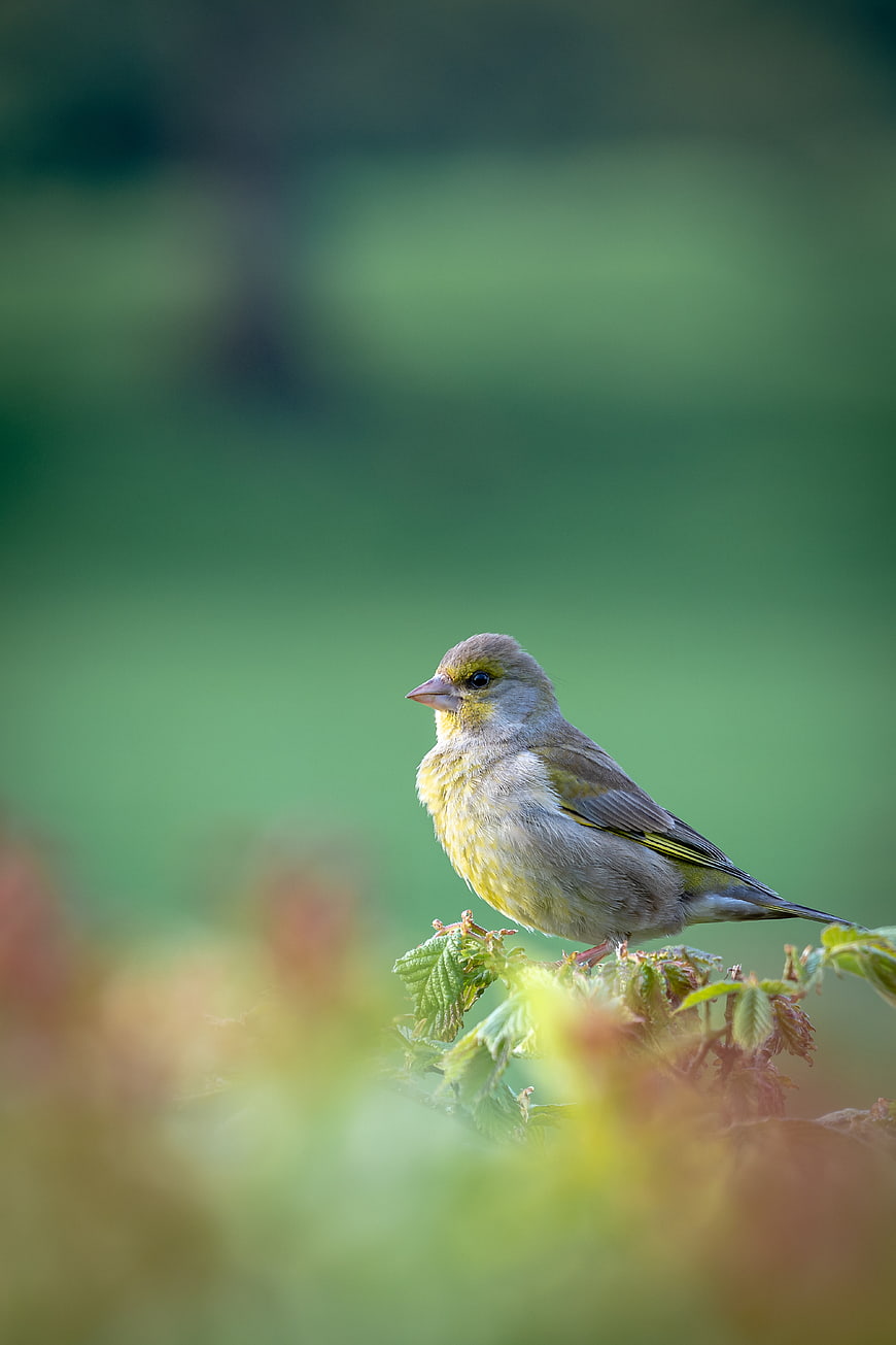 Yellow-green Siskin Bird Perched on Spring Branch