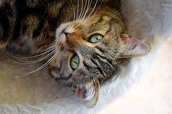 Close-up of a brown tabby cat lying on a white fur mat