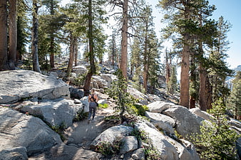 Woman hiking on rocky trail in pine forest