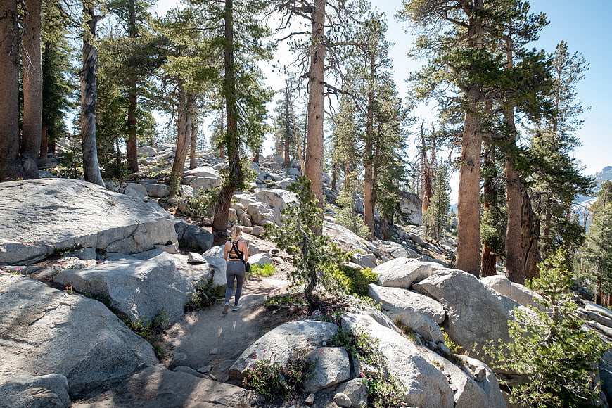 Woman hiking on rocky trail in pine forest