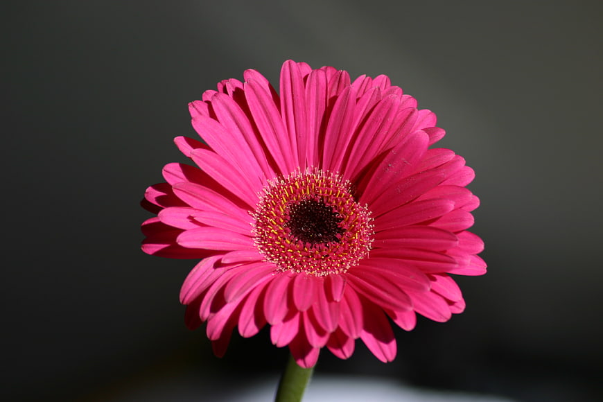Vibrant Pink Gerbera Daisy Close-Up on Dark Background