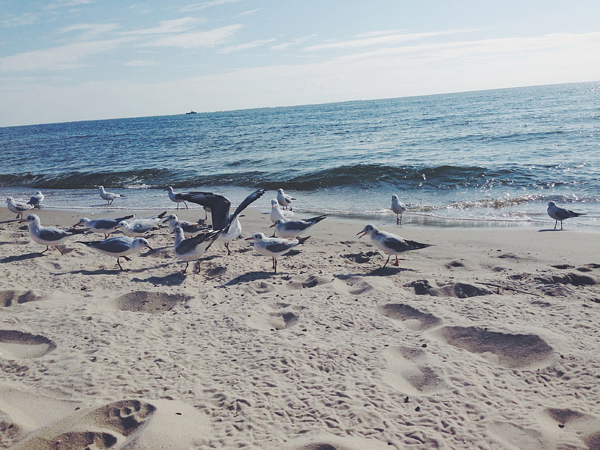 Flock of Seagulls on Sandy Beach Shoreline