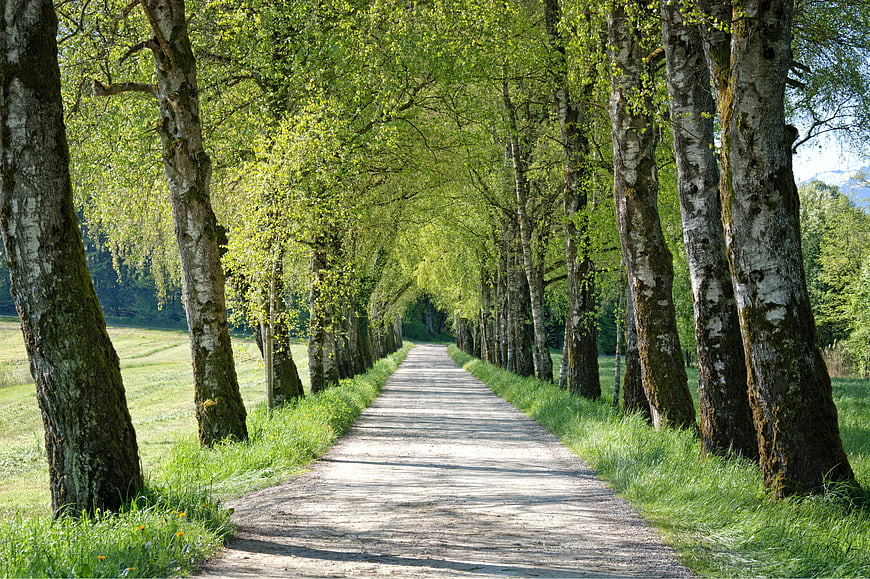 Sunny Gravel Path Lined With Tall Birch Trees In Spring