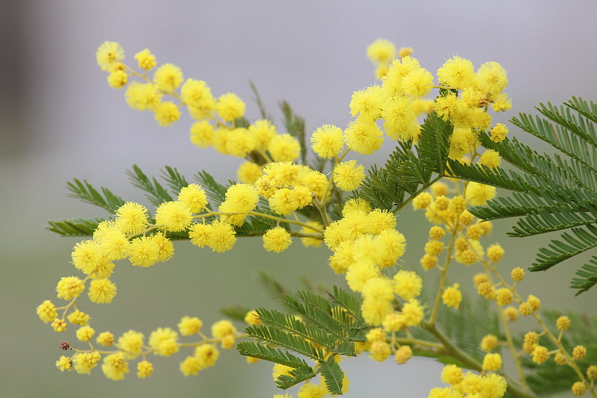 Close-up of yellow mimosa flowers on green branches