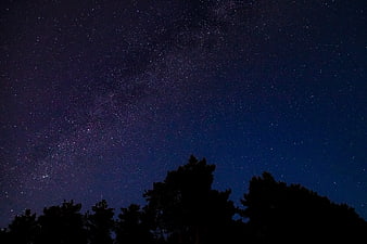 Milky Way Galaxy Over Silhouetted Pine Trees at Night