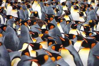 Dense Colony Of King Penguins With Orange And Black Plumage