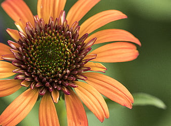 Close-up of vibrant orange coneflower with detailed center