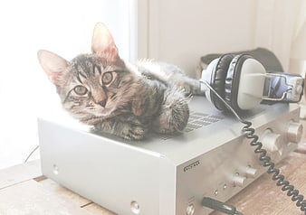 Cute Tabby Kitten Resting on Silver Audio Amplifier