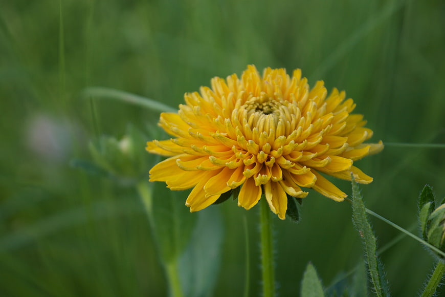 Close-up of a vibrant yellow flower in a green meadow