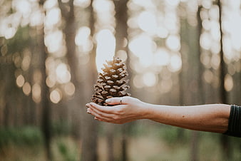 Hand holding pine cone in forest with bokeh background