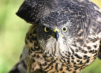 Close-up portrait of a hawk with intense yellow eyes