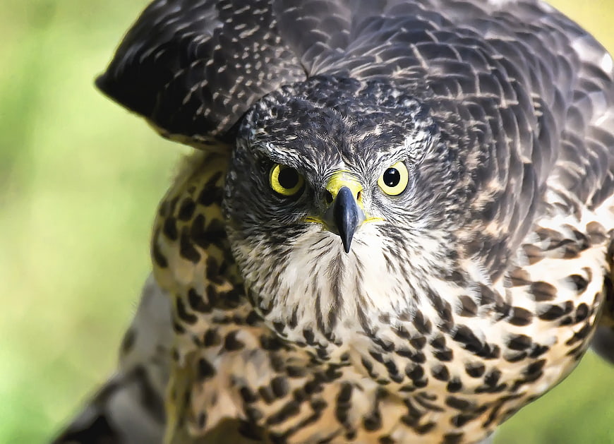 Close-up portrait of a hawk with intense yellow eyes