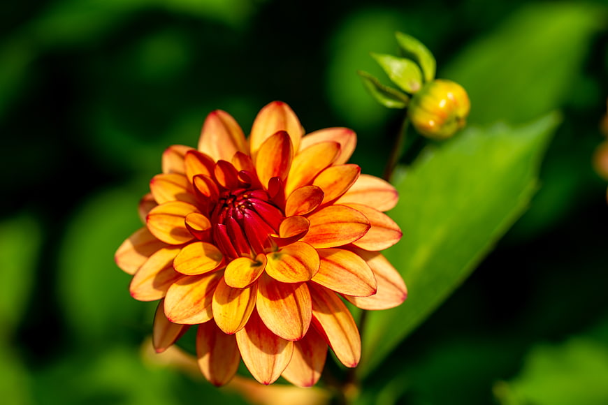Vibrant Orange Dahlia Flower in Green Garden