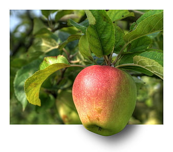 Ripe Red and Green Apple Hanging on Tree Branch