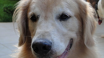Close-up portrait of a golden retriever dog face