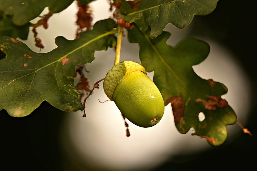 Green Acorn Hanging From Oak Branch With Leaves