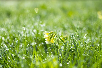 Yellow primrose flower in dewy green grass