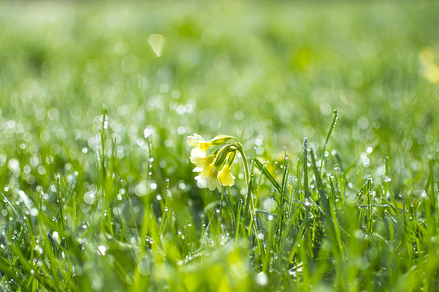 Yellow primrose flower in dewy green grass