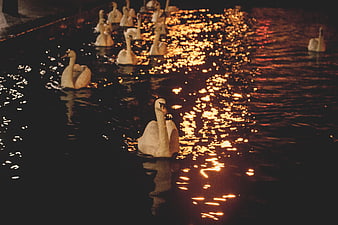 Swans swimming in dark water with golden light reflections at night