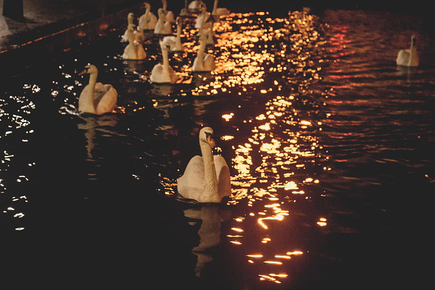 Swans swimming in dark water with golden light reflections at night