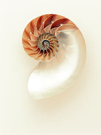 Cross Section of Nautilus Shell on White Background