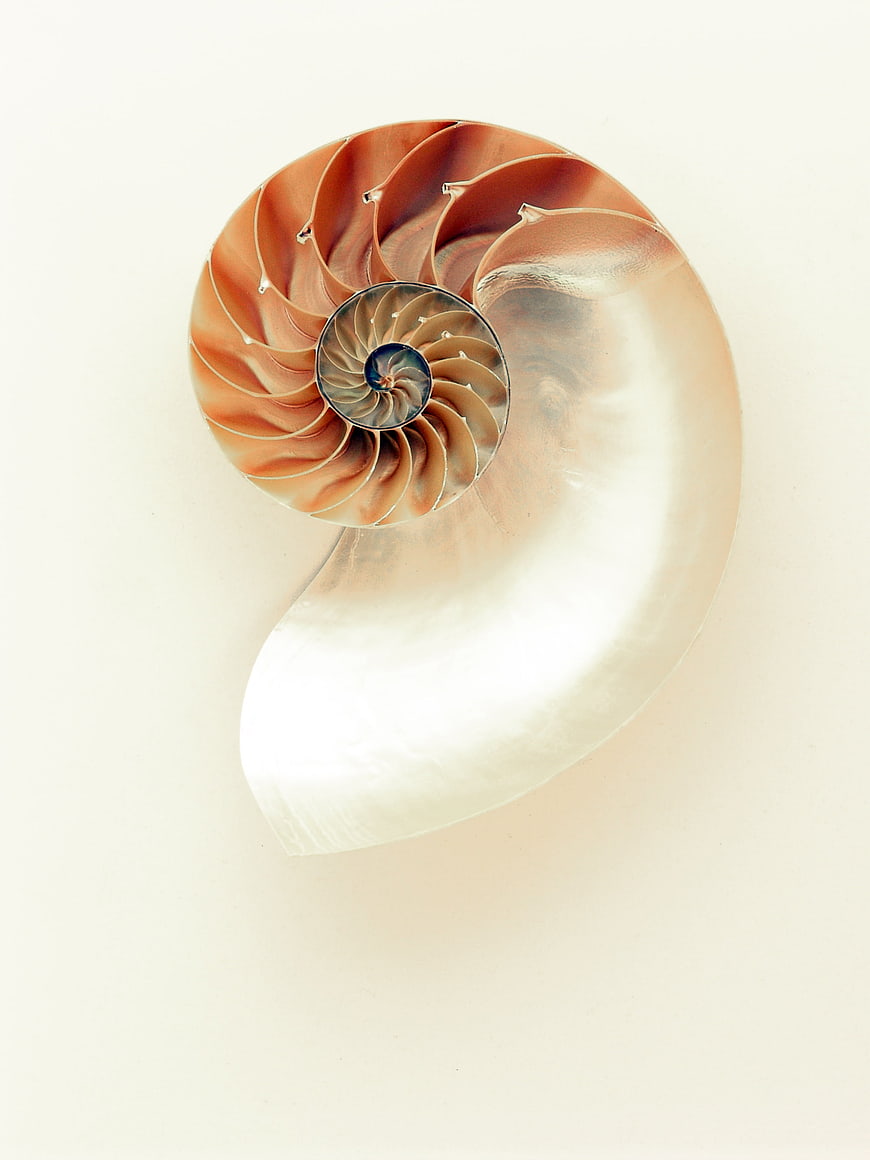 Cross Section of Nautilus Shell on White Background