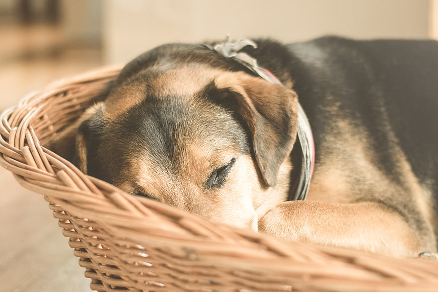Sleeping Dog Resting in Wicker Basket