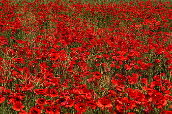 Vibrant Red Poppy Field in Full Bloom