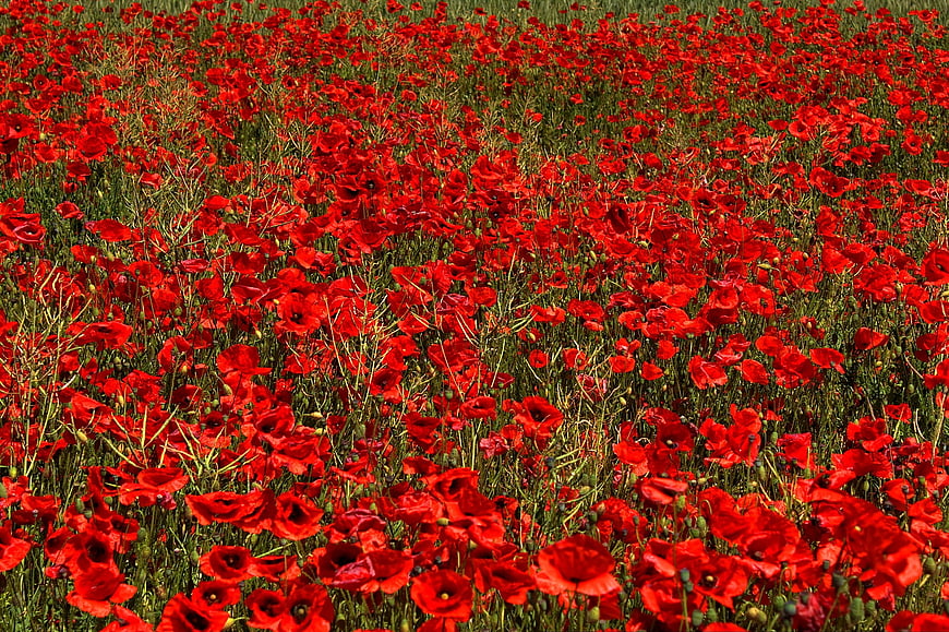 Vibrant Red Poppy Field in Full Bloom