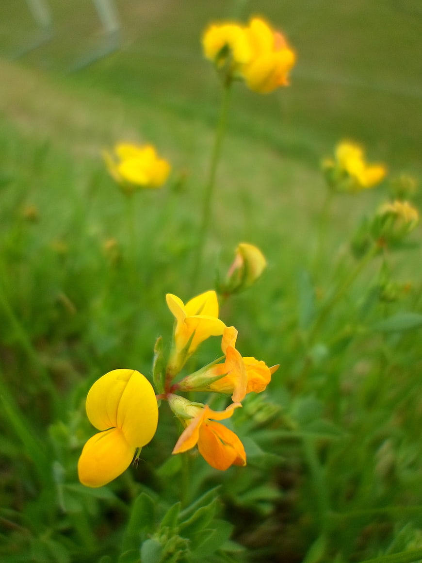 Close-up of yellow bird's-foot trefoil flowers in green grass