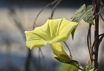 Close-up of a yellow morning glory flower in bloom