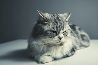 Fluffy Silver Tabby Cat Lying Down