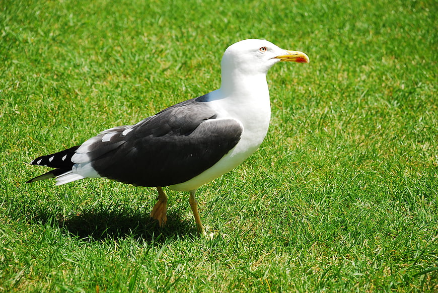 Seagull Standing on Green Grass in Sunlight