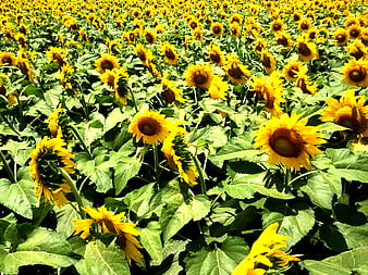 Vibrant Sunflower Field in Full Bloom
