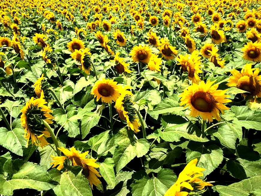Vibrant Sunflower Field in Full Bloom