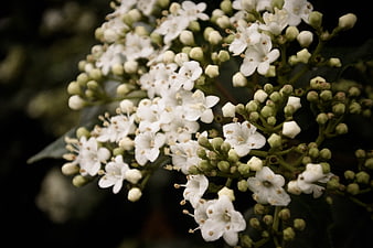 Close-up of white viburnum flowers and green buds