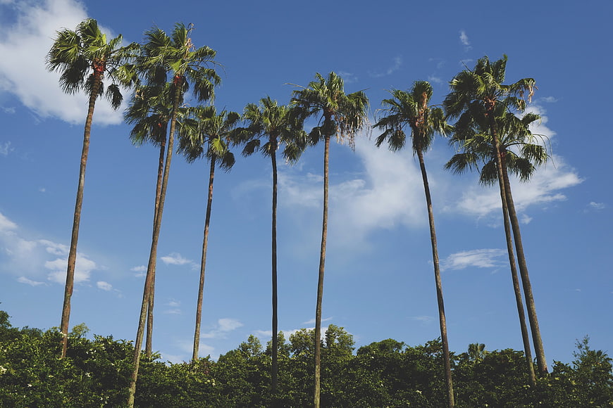 Tall Palm Trees Against Blue Sky with White Clouds