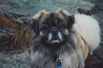 Cute fluffy Pekingese dog portrait on rocky terrain