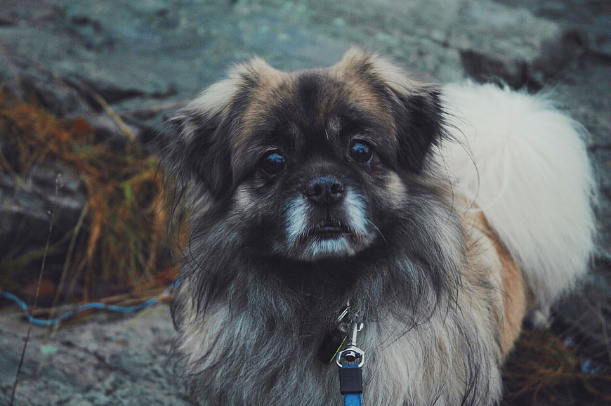 Cute fluffy Pekingese dog portrait on rocky terrain