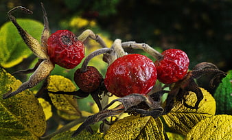Close-up of red rosehips on yellowing autumn leaves