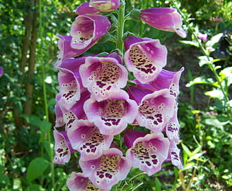 Close-up of purple foxglove flowers in a garden
